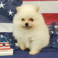Nash, a male Pomeranian for sale in Marionville, MO – 2 of 8