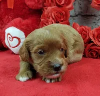 processed/bd4691bc-5f8d-46a7-8260-7a95cec7c7f4/listing/c4a12092-2666-46a8-8666-84b5e8c8ef33/17f70c59-1367-4a75-9aae-4bdafe300123