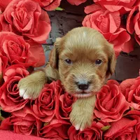 processed/bd4691bc-5f8d-46a7-8260-7a95cec7c7f4/listing/c4a12092-2666-46a8-8666-84b5e8c8ef33/2378e276-d06a-45b4-95ac-8fffd9a846fc