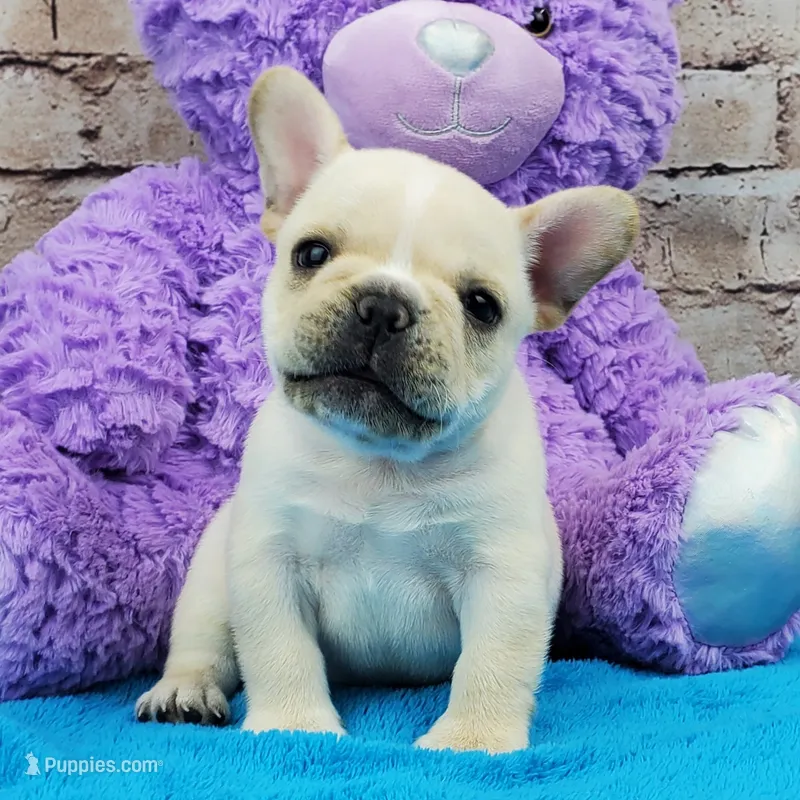 Keoki – French Bulldog puppy for sale in Marionville, MO