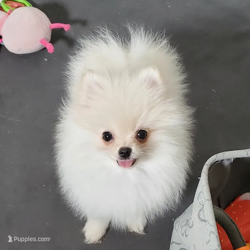 Pixie – Pomeranian puppy for sale in Marionville, MO