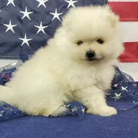 Juliette, a female Pomeranian for sale in Marionville, MO – 5 of 7