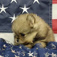 Jolee, a female Pomeranian for sale in Marionville, MO – 8 of 10