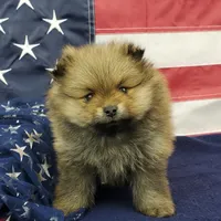 Jax, a male Pomeranian for sale in Marionville, MO – 5 of 9