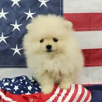 Wynette, a female Pomeranian for sale in Marionville, MO – 9 of 9