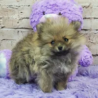Whitney, a female Pomeranian for sale in Marionville, MO – 6 of 10