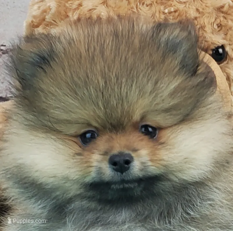 Jax – Pomeranian puppy for sale in Marionville, MO