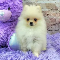Pixie, a female Pomeranian for sale in Marionville, MO – 9 of 9