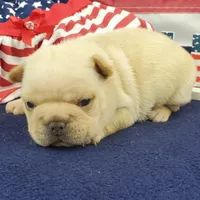 Keira, a female French Bulldog for sale in Marionville, MO – 5 of 7