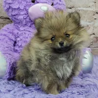 Whitney, a female Pomeranian for sale in Marionville, MO – 3 of 10