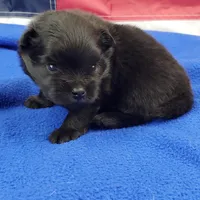 Nash, a male Pomeranian for sale in Marionville, MO – 3 of 5