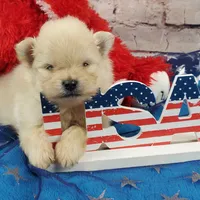 Wrangler, a male Pomeranian for sale in Marionville, MO – 1 of 4