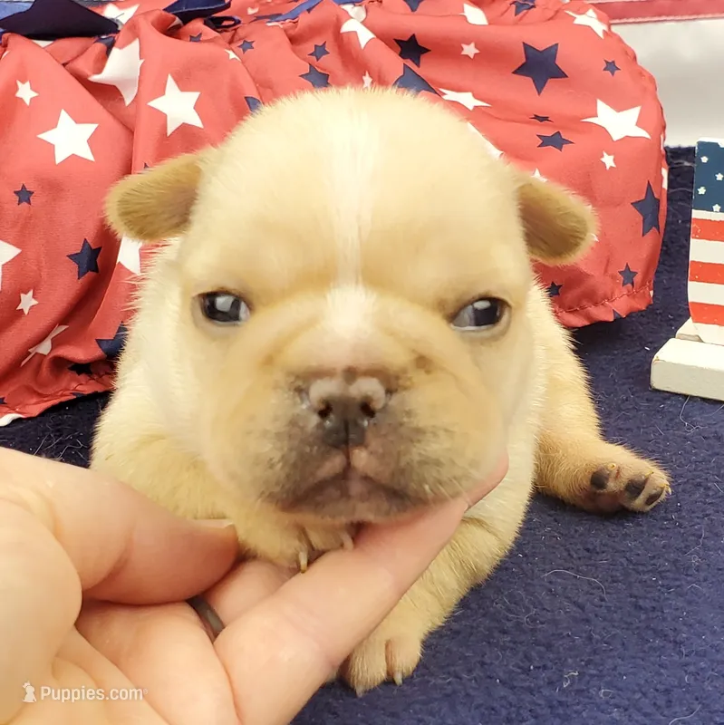 Kenzie – French Bulldog puppy on hold in Marionville, MO