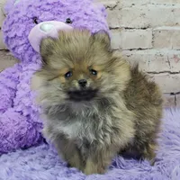 Whitney, a female Pomeranian for sale in Marionville, MO – 10 of 10