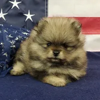 Jolee, a female Pomeranian for sale in Marionville, MO – 7 of 10