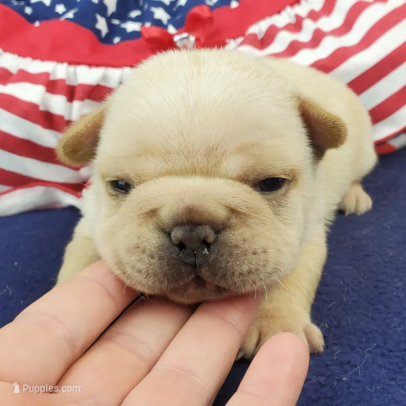 Keira – French Bulldog puppy on hold in Marionville, MO