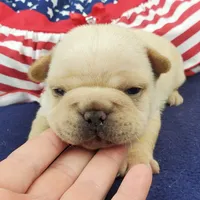 Keira, a female French Bulldog for sale in Marionville, MO – 1 of 7