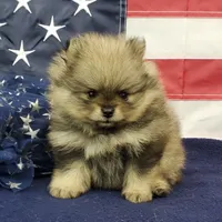 Jolee, a female Pomeranian for sale in Marionville, MO – 2 of 10