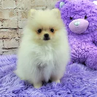 Pixie, a female Pomeranian for sale in Marionville, MO – 3 of 9