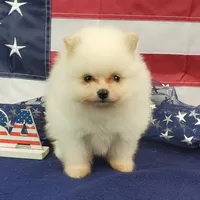 Nash, a male Pomeranian for sale in Marionville, MO – 5 of 8