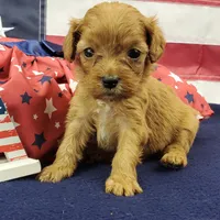 Shay, a female Cavapoo for sale in Marionville, MO – 3 of 6