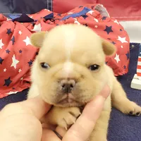 Kenzie, a female French Bulldog for sale in Marionville, MO – 3 of 5