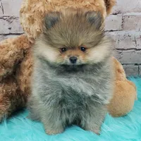 Jax, a male Pomeranian for sale in Marionville, MO – 4 of 6