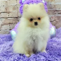 Pixie, a female Pomeranian for sale in Marionville, MO – 4 of 9