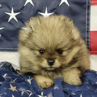 Jolee, a female Pomeranian for sale in Marionville, MO – 9 of 10