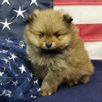 Jax, a male Pomeranian for sale in Marionville, MO – 7 of 9
