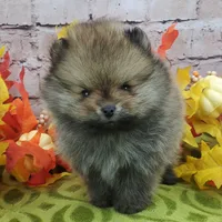 Fajita, a male Pomeranian for sale in Marionville, MO – 10 of 10