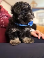 Bubba, a male Pomapoo for sale in Pell City, AL – Photo 3 of 7