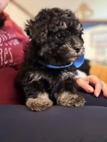 Bubba, a male Pomapoo for sale in Pell City, AL – Photo 4 of 7