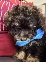 Bubba, a male Pomapoo for sale in Pell City, AL – Photo 6 of 7