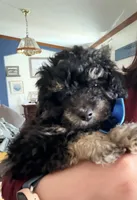 Bubba, a male Pomapoo for sale in Pell City, AL – Photo 5 of 7