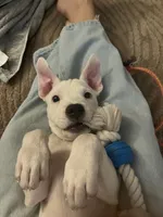 Indie Pop, a female American Staffordshire Terrier and American Pit Bull Terrier for sale in Oklahoma City, OK – 7 of 7