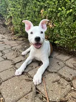 Indie Pop, a female American Pit Bull Terrier for sale in Oklahoma City, OK – 2 of 8