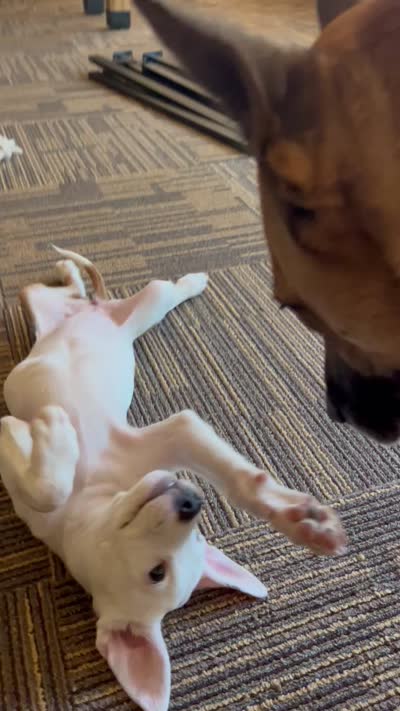Indie Pop, a female American Pit Bull Terrier for sale in Oklahoma City, OK – 8 of 8