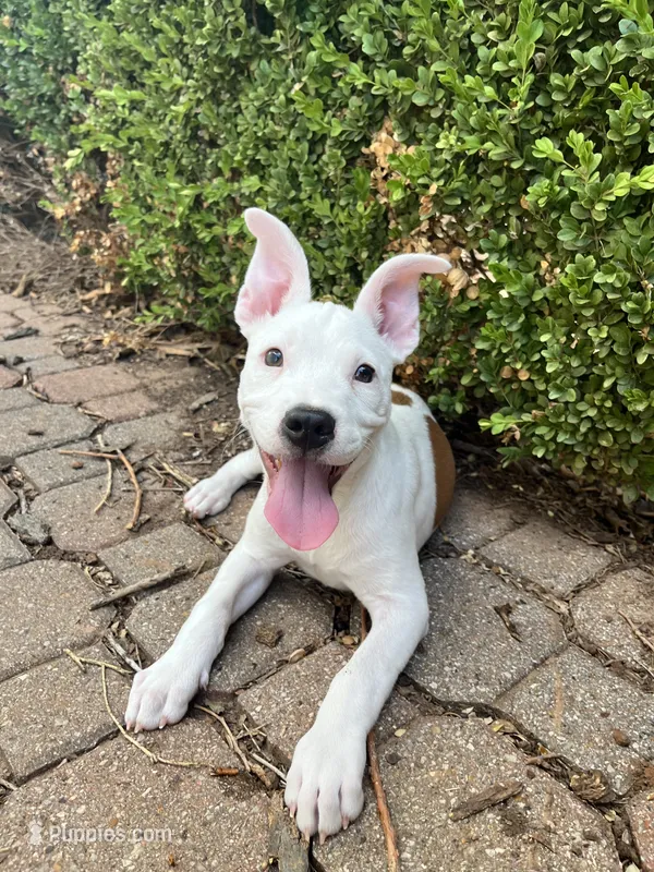 Indie Pop – American Pit Bull Terrier puppy for sale in Oklahoma City, OK