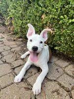 Indie Pop, a female American Pit Bull Terrier for sale in Oklahoma City, OK – 1 of 8