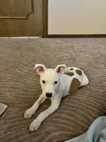 Indie Pop, a female American Staffordshire Terrier and American Pit Bull Terrier for sale in Oklahoma City, OK – 5 of 7