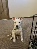Indie Pop, a female American Staffordshire Terrier and American Pit Bull Terrier for sale in Oklahoma City, OK – 4 of 7