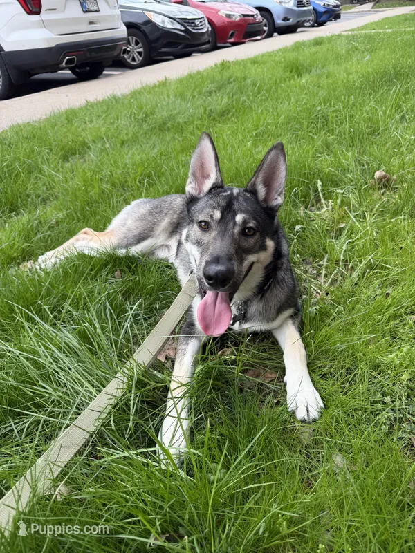 Apollo – German Shepherd Dog, Siberian Husky puppy for sale in Bloomington, IN