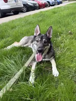 Apollo, a male German Shepherd Dog and Siberian Husky for sale in Bloomington, IN – 1 of 7