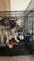 Apollo, a male German Shepherd Dog and Siberian Husky for sale in Bloomington, IN – 6 of 7