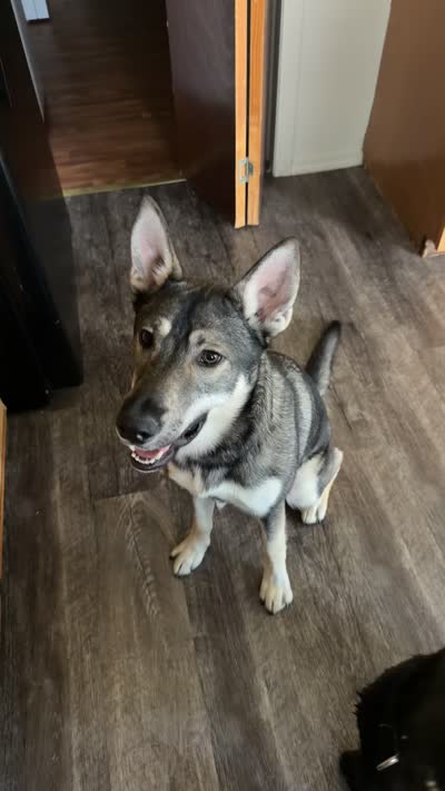 Apollo, a male German Shepherd Dog and Siberian Husky for sale in Bloomington, IN – 5 of 7
