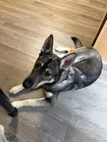 Apollo, a male German Shepherd Dog and Siberian Husky for sale in Bloomington, IN – 2 of 7
