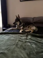 Apollo, a male German Shepherd Dog and Siberian Husky for sale in Bloomington, IN – 3 of 7