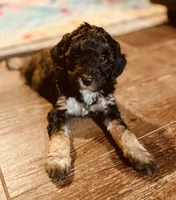 Jess, a male Miniature Aussiedoodle for sale in Hanford, CA – Photo 2 of 2