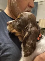 MALE Orange collar, a male Sprocker Spaniel for sale in Sacramento, CA – Photo 4 of 5